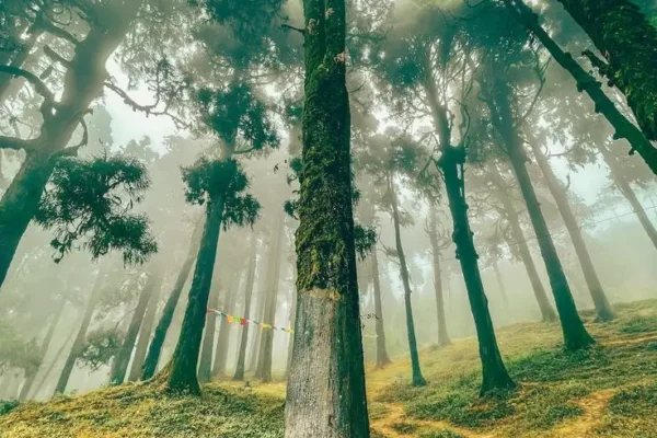 7 Days Sikkim Darjeeling Family Package