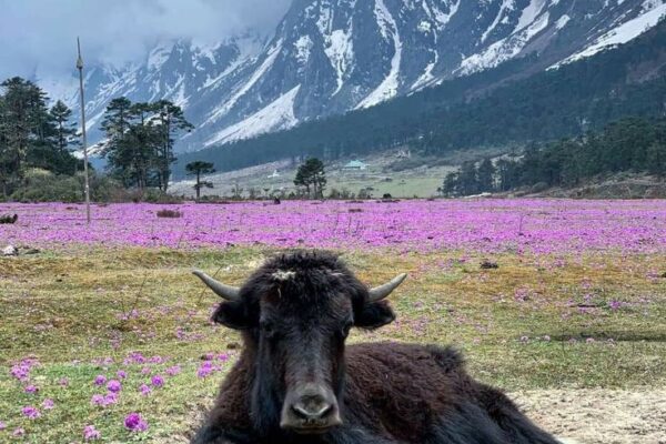 2N Gangtok 1N Lachen 1N Lachung | Gurudongmar Lake & Yumthang Valley