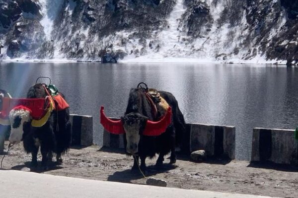 7 Days Sikkim Darjeeling Family Package